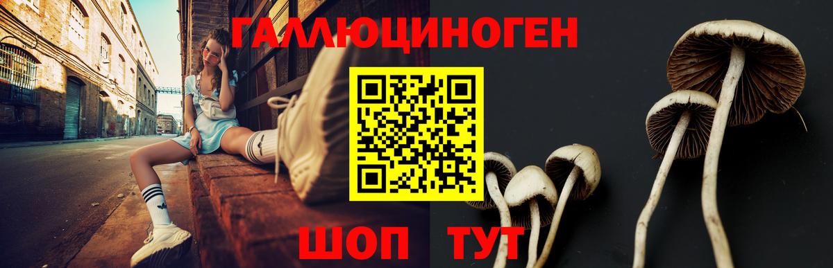 Псилоцибиновые грибы Psilocybe Гусиноозёрск